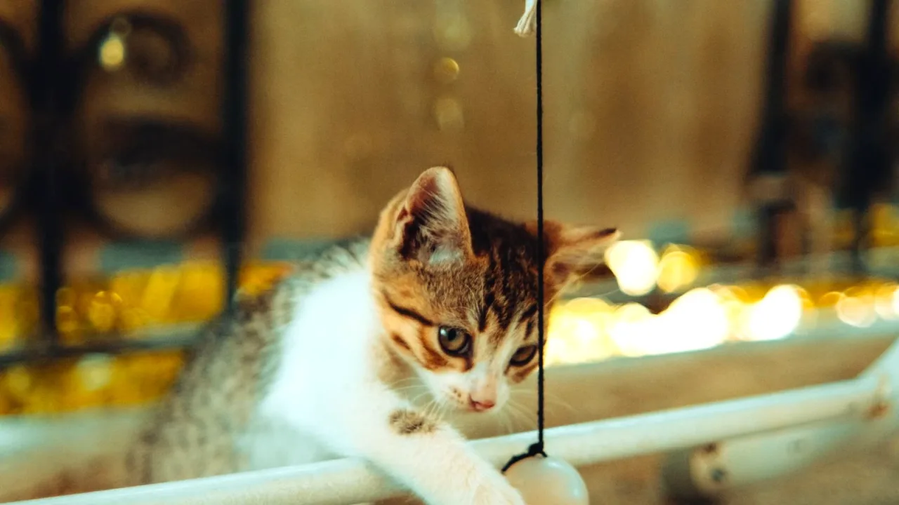 Dışarıda oyun oynayan yavru kedi