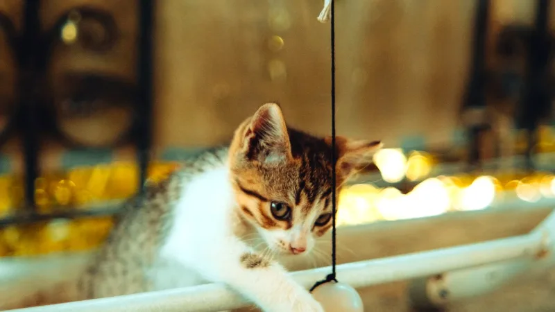 Dışarıda oyun oynayan yavru kedi